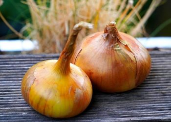 В Україні суттєво зросло виробництво цибулі