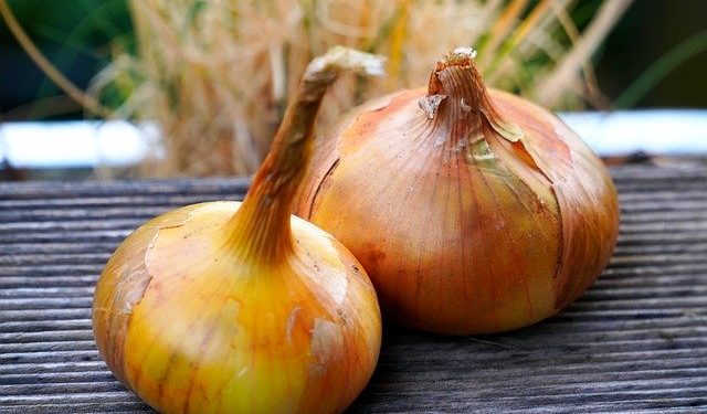 В Україні суттєво зросло виробництво цибулі