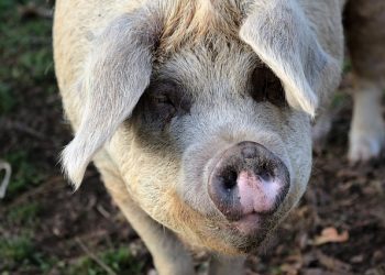 Норми годівлі кнурів-плідників