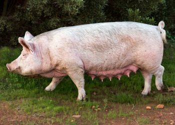 Норми годівлі свиноматок