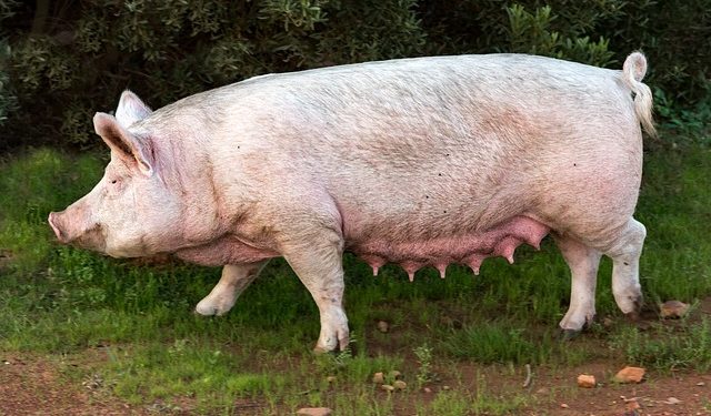 Норми годівлі свиноматок