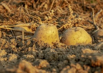 Норми просторової ізоляції насаджень добазової та базової насіннєвої картоплі