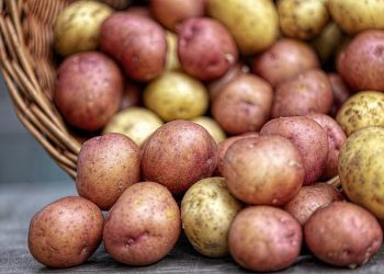 Вимоги до сортових якостей насаджень сертифікованої насіннєвої картоплі