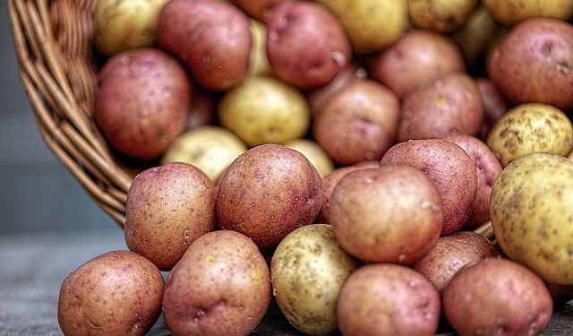 Вимоги до сортових якостей насаджень сертифікованої насіннєвої картоплі