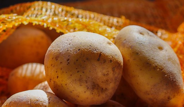 Вимоги до посівних якостей бульб базової та сертифікованої насіннєвої картоплі, призначеної для експортно-імпортного постачання