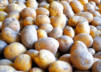 Вимоги до посівних якостей бульб сертифікованої насіннєвої картоплі