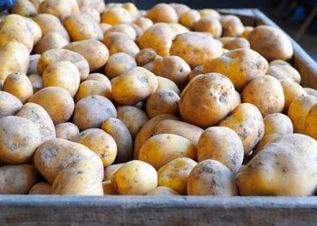 Норми природного убутку свіжих картоплі, овочів і плодів при тривалому зберіганні на базах і складах різного типу