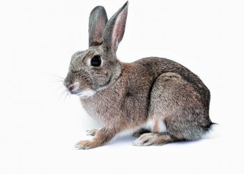 Норми годівлі кролів