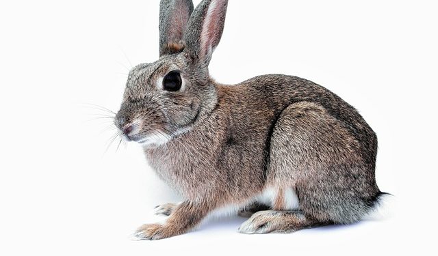 Норми годівлі кролів