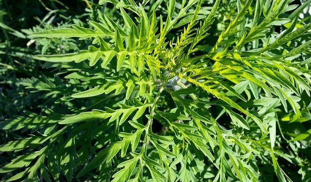 Перелік отруйних бур’янів та карантинних об’єктів, які засмічують посіви зернових культур