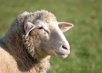 Норми годівлі вівцематок