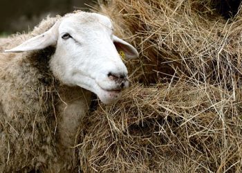 Перелік кормових добавок і речовин, які використовуються для годівлі тварин