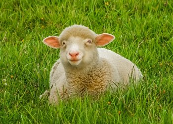 Норми годівлі овець на відгодівлі