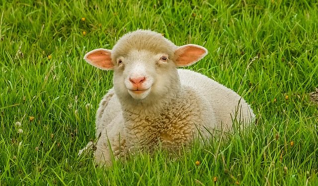 Норми годівлі овець на відгодівлі