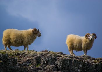 Норми годівлі баранів-плідників