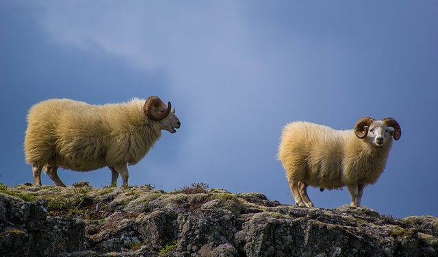 Норми годівлі баранів-плідників