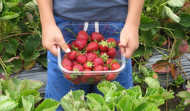 Уряд продовжив строк подання документів на отримання держпідтримки в галузі садівництва і тваринництва
