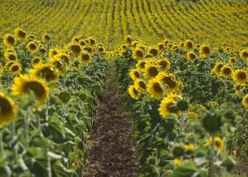 В Україні рекордно зросла ціна на соняшникову олію