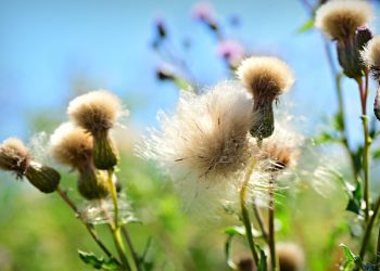 Боротьба з бур’янами після збору врожаю: облік витрат