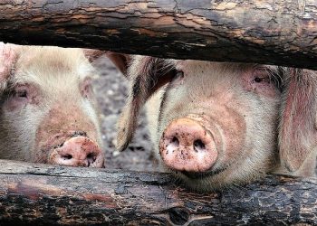 Ціна на живець свиней впала до 46,2 грн/кг