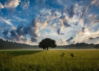 Сільгоспземлі стануть товаром із липня 2021 р.: головне про земельну реформу