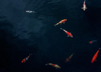 Перелік речовин для очищення і дезінфекції при органічному виробництві аквакультури