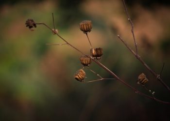 Загибель посівів у аграрія: податкові та бухоблікові наслідки