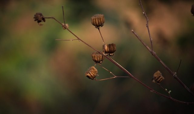 Загибель посівів у аграрія: податкові та бухоблікові наслідки