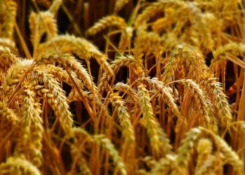 Мінімальні та максимальні інтервенційні ціни на об’єкти державного цінового регулювання у 2020/2021 маркетинговому періоді