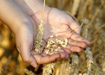 Понаднормовий убуток чи доробка зерна: податкові та облікові наслідки