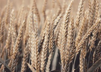 Цены на Черноморскую пшеницу продолжают расти — аналитики