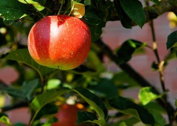 Біологічні активи в обліку МСП: акценти оцінки за собівартістю