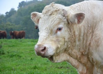 Біологічні активи в обліку МСП: у фокусі справедлива вартість