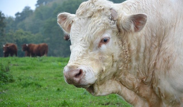 Біологічні активи в обліку МСП: у фокусі справедлива вартість