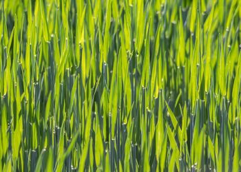 Осіннє підживлення озимини: облік витрат