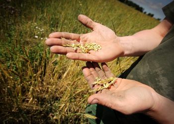 Створюємо фермерське господарство: переваги та недоліки