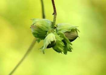 Облік бюджетної компенсації за придбання садивного матеріалу: коли визнавати доходи
