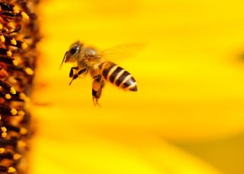 В Україні стартував проєкт Належна бджільницька практика