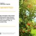 Оновлено механізм державної підтримки розвитку садівництва, виноградарства та хмелярства