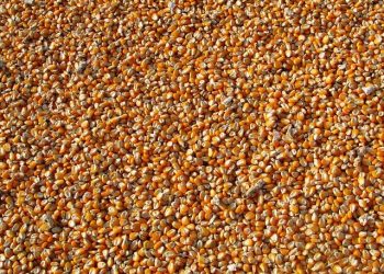 Експорт з України зернових, зернобобових та борошна