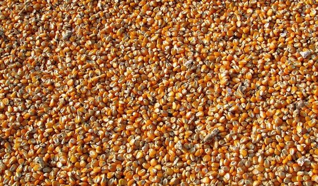 Експорт з України зернових, зернобобових та борошна