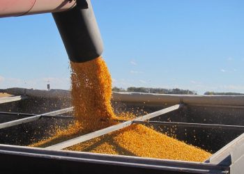 Експорт з України зернових, зернобобових та борошна