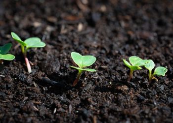 Списуємо посіви редиски: як відшукати вхідні ПН для нарахування умовного ПДВ