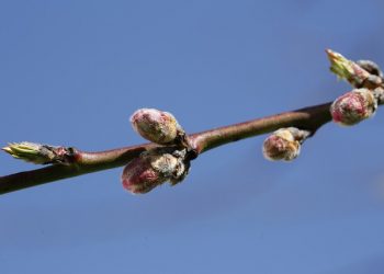 Імпорт саджанців в Україну: покроковий алгоритм