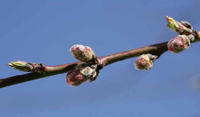Імпорт саджанців в Україну: покроковий алгоритм