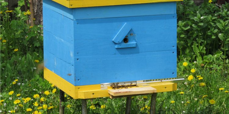 Бджоли — це не тільки мед, а ще й запилення саду: нюанси оформлення та бухобліку оренди пасіки в орендаря