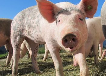 Ставка ПДВ на сільгосппродукцію знову 20%!