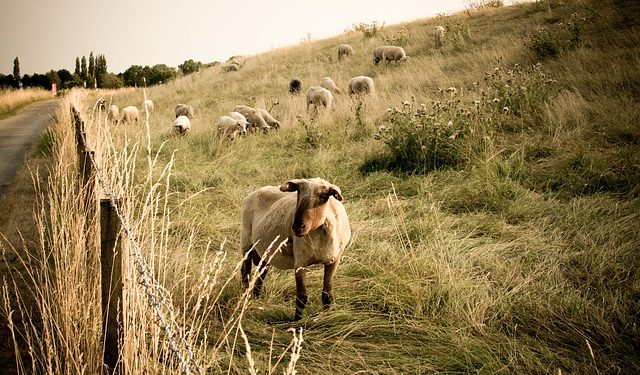 Як легально зорати пасовище для посіву сільгоспкультур