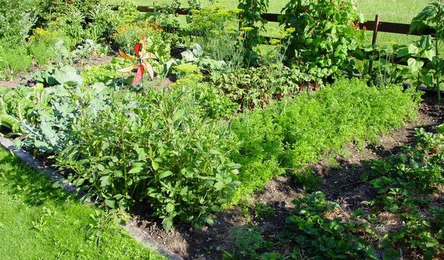 Як продати сільгоспземлю: поради власникам