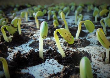 Як платитимуть дотацію за загиблі посіви